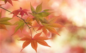 Maple leaves, autumn, twigs, glare HD wallpaper