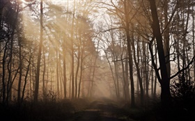 Morning, forest, trees, road, fog HD wallpaper