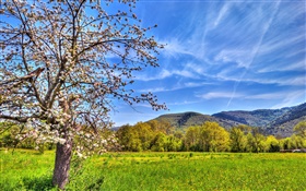 Mountains, tree, field, spring HD wallpaper