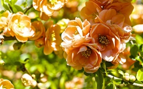 Orange flowers, quince blossom HD wallpaper
