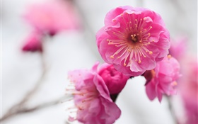 Pink apricot flowers, branch, blurred HD wallpaper
