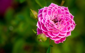 Pink rose flower close-up, buds, bokeh