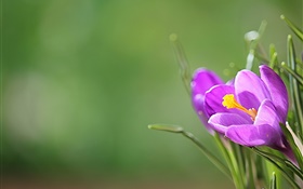 Purple crocus, petals, green background HD wallpaper