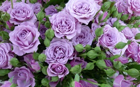 Purple roses, flowers, buds HD wallpaper