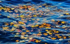 River, water, yellow leaves, autumn HD wallpaper