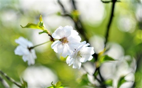 Spring, white flowers, cherry, blur background HD wallpaper