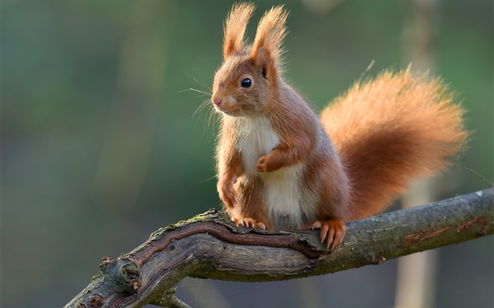 Squirrel close-up, tree branch, bokeh Wallpapers Pictures Photos Images