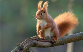 Squirrel close-up, tree branch, bokeh HD wallpaper