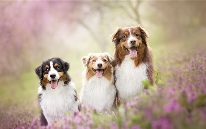 Three dogs, flowers Wallpapers Pictures Photos Images