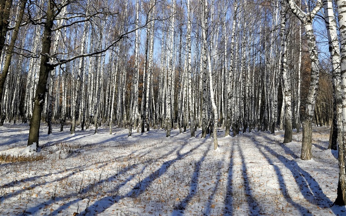 Winter, birch, trees, snow Wallpapers Pictures Photos Images