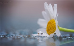 A white chamomile flower, dew, water drops HD wallpaper