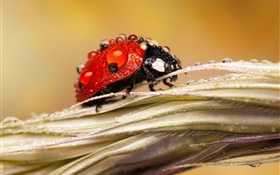 After rain, insect, ladybug, water, dew HD wallpaper