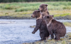Alaska, Katmai National Park, three bears, cubs, lake HD wallpaper