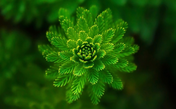 Algae plants close-up, grass, green, bokeh Wallpapers Pictures Photos Images