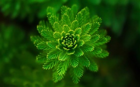Algae plants close-up, grass, green, bokeh HD wallpaper