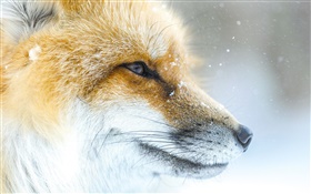 Animal fox close-up, face, winter HD wallpaper