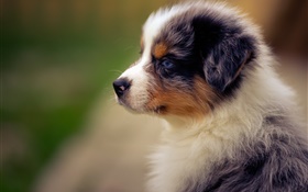 Australian shepherd, puppy, dog HD wallpaper
