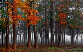 Autumn, forest, trees, fog, morning HD wallpaper