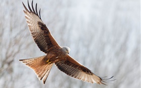 Bird flying, wings, eagle HD wallpaper
