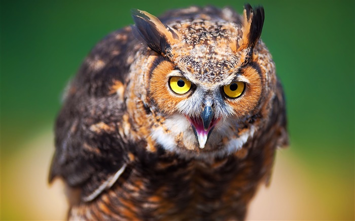 Bird owl close-up, face, yellow eyes Wallpapers Pictures Photos Images