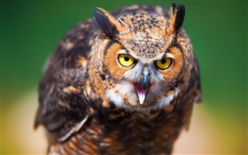 Bird owl close-up, face, yellow eyes