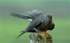 Birds close-up, cuckoo, stump HD wallpaper