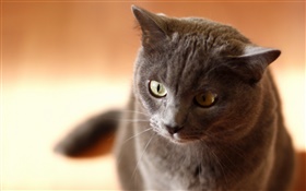 Black cat, house, face HD wallpaper