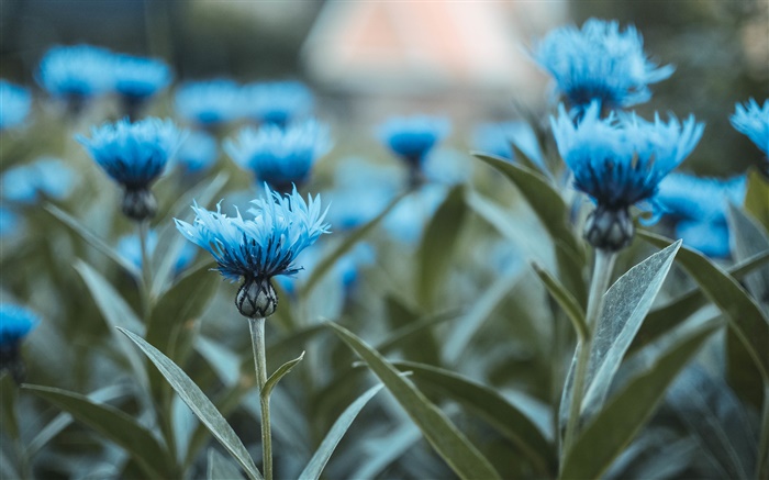 Blue flowers, bouquet, green leaves Wallpapers Pictures Photos Images