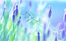 Blue flowers, violet, summer, blur background HD wallpaper