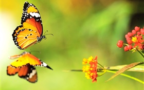 Butterfly, red flowers