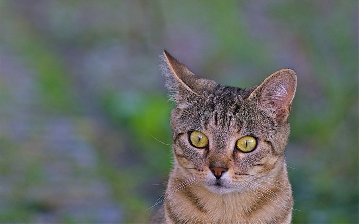 Cat close-up, yellow eyes, green background Wallpapers Pictures Photos Images