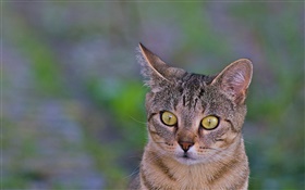Cat close-up, yellow eyes, green background HD wallpaper