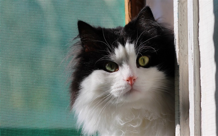 Cat look at window Wallpapers Pictures Photos Images