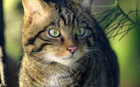 Cat look, face, eyes HD wallpaper