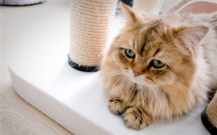 Cat rest at house Wallpapers Pictures Photos Images