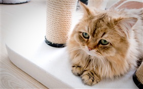 Cat rest at house HD wallpaper