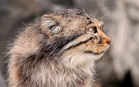 Cat side view HD wallpaper