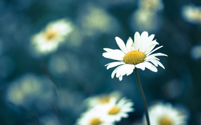 Chamomile flower, blur background Wallpapers Pictures Photos Images