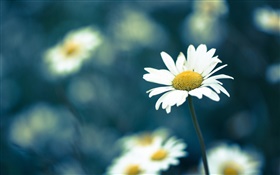 Chamomile flower, blur background HD wallpaper