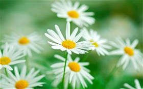 Chamomile flowers, white petals, blur background HD wallpaper