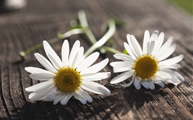 Chamomile, white flowers, wood board HD wallpaper