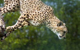 Cheetah jump, big cat HD wallpaper