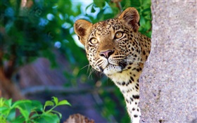 Curiosity leopard, face, eyes, stone HD wallpaper