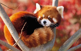 Cute animal in tree, red panda HD wallpaper