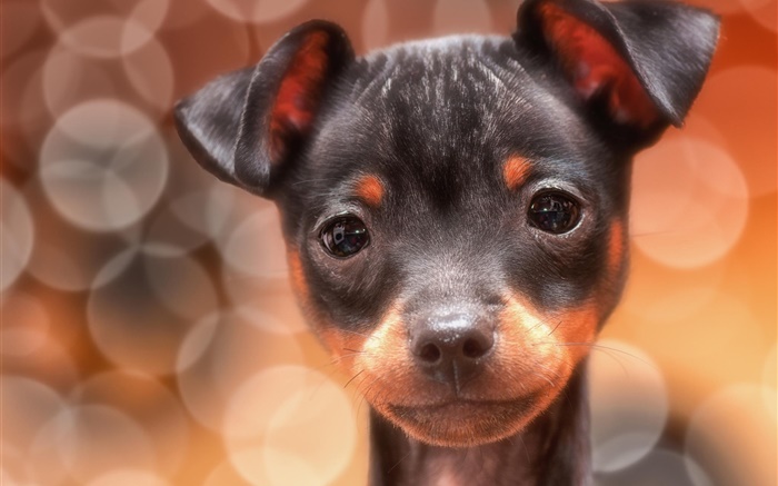 Cute black dog, face, glare Wallpapers Pictures Photos Images