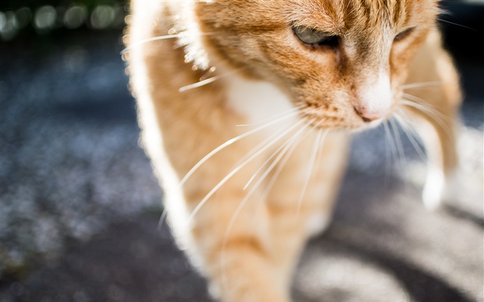 Cute cat close-up, whiskers, front view Wallpapers Pictures Photos Images