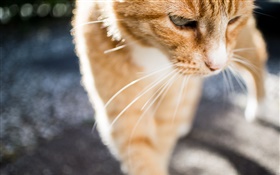 Cute cat close-up, whiskers, front view HD wallpaper