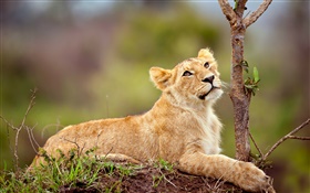 Cute small lion, look, rest HD wallpaper