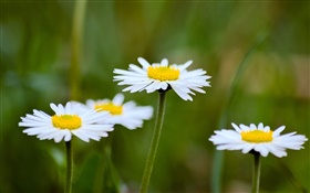 Daisies, white flowers, blur background HD wallpaper