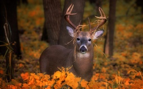 Deer in the autumn, yellow leaves HD wallpaper
